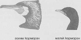 Корморан
