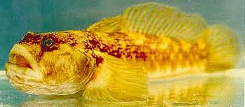 Neogobius syrman