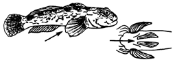 Neogobius syrman