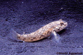 Neogobius syrman