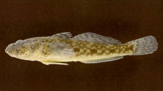 Neogobius syrman